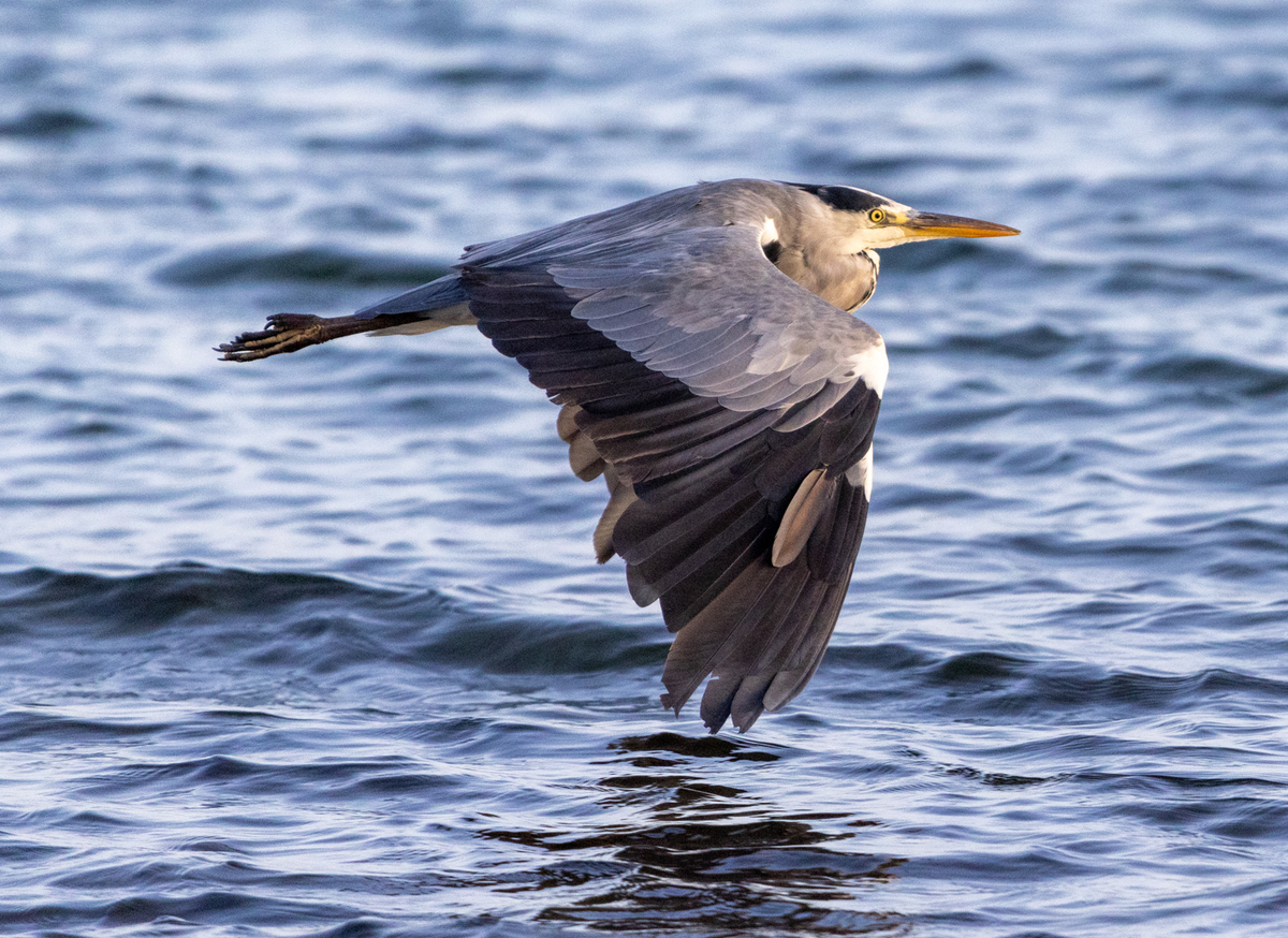 Grey Heron over the Sea Part 1 winner by Marion Hayhurst